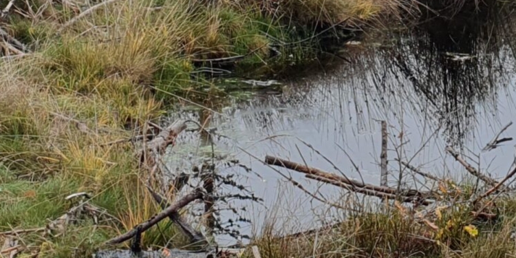 Zones humides : focus sur la restauration de La Modière à Echandelys